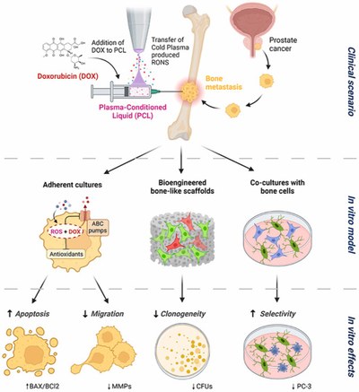 Plasma Conditioned Liquids to enhance the effect of chemotherapy against bone metastasis